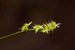 Reflexed sedge